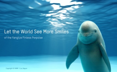 Hikvision hilft WWF und OPF beim Schutz von Walen