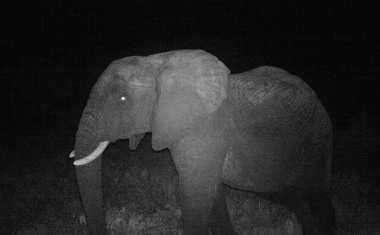 Optex sensors helping to protect endangered Elephants in Kenya