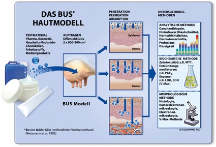 Graphik: Skin Care Forum, BASF Personal Care and Nutrition GmbH