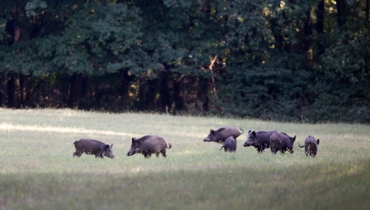 Photo: Styx: Draußen bei den ­Wildschweinen