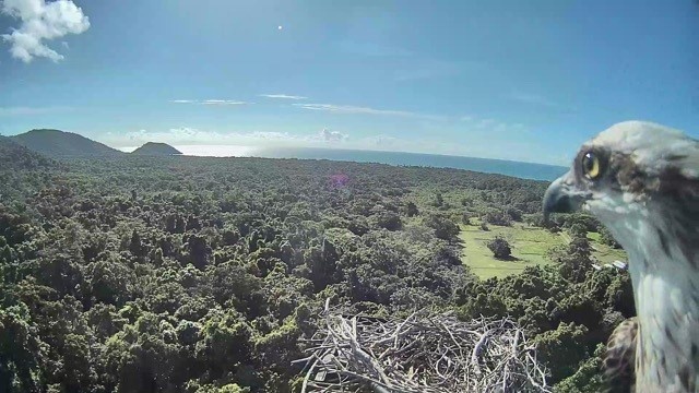 Eagle nest View credit Daintree Rainforest Australia