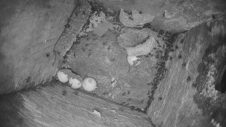 Eagle Nest credit Daintree Rainforest Observatory