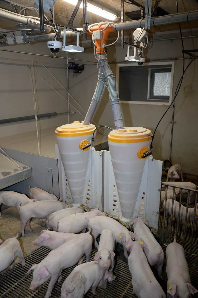 Connection to the SKOV VMS means that the pigs’ weights can be calculated and...