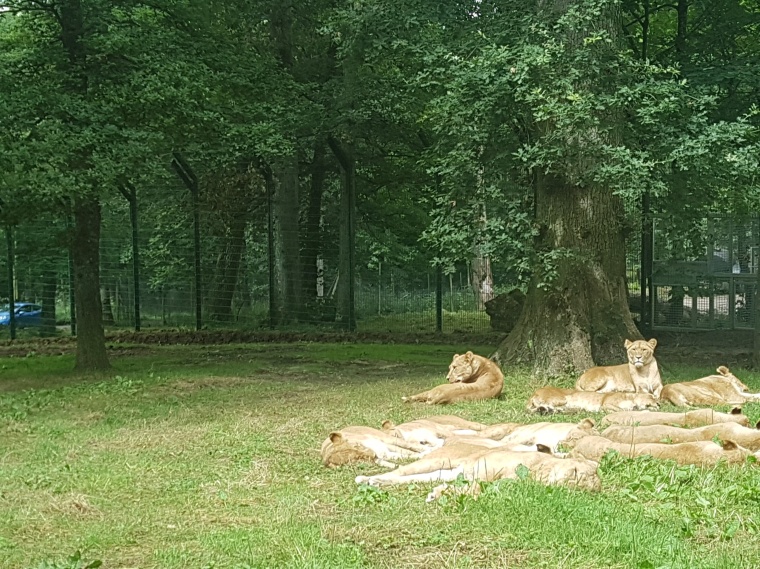 Big cat and large carnivore enclosures by Zaun