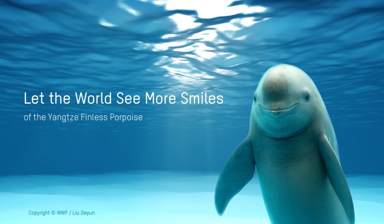 Hikvision hilft WWF und OPF beim Schutz von Walen