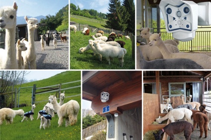 Süße Tierchen - und so sicher: Alpaka-Züchter in der Schweiz setzen auf ...