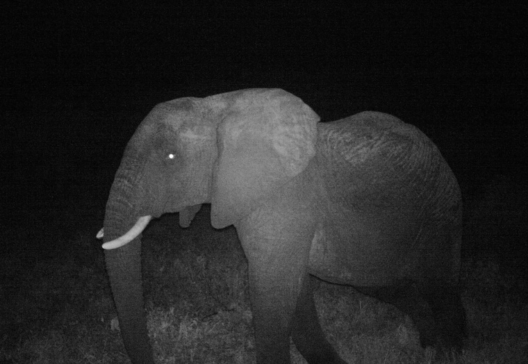 Optex sensors helping to protect endangered Elephants in Kenya