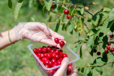 Morello Cherries and a hand